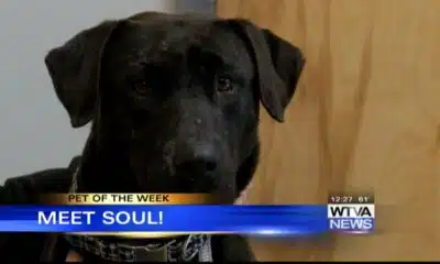 Pet of the Week - Soul