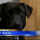 Pet of the Week - Soul