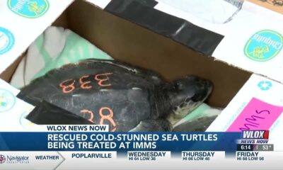 Rescued cold-stunned sea turtles being treated at IMMS