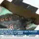 Rescued cold-stunned sea turtles being treated at IMMS