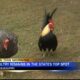 Experts release findings on value of Mississippi's agriculture