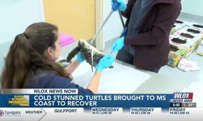 More cold-stunned sea turtles brought to the coast