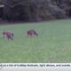 Harrison County, West Harrison High School hosting Chronic Waste Disease meeting for local hunter...