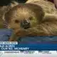 WATCH: 'Sammy the Sloth' gifted new sloth friend for Christmas