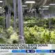 Anonymous call leads to shut down of medical marijuana testing lab