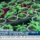 LIVE: Cannabis dispensaries unable to sell majority of their supplies