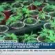 LIVE: Cannabis dispensaries unable to sell majority of their supplies