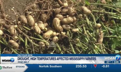 Drought, high tempetures affected Mississippi farmers