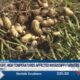 Drought, high tempetures affected Mississippi farmers