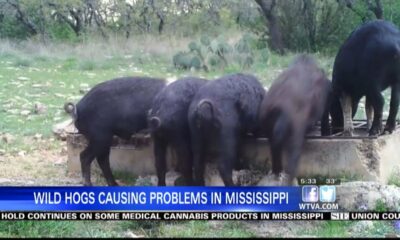 Mississippi is now in the top five for its number of wild hogs