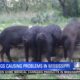 Mississippi is now in the top five for its number of wild hogs