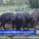 Mississippi is now in the top five for its number of wild hogs