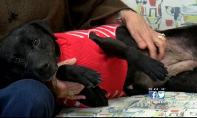 Pet of the Week - Crona