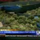 Alabama medical marijuana program to start in 2024