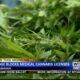 Judge blocks medical cannabis licenses in Alabama