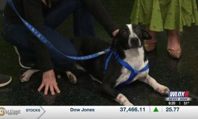 Gypsy hoping to be adopted from the Hancock County Animal Shelter