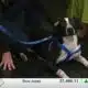 Gypsy hoping to be adopted from the Hancock County Animal Shelter