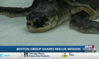 New England Aquarium share how Mississippi partnership helps save sea turtles