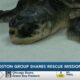 New England Aquarium share how Mississippi partnership helps save sea turtles