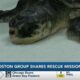 New England Aquarium share how Mississippi partnership helps save sea turtles