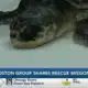 New England Aquarium share how Mississippi partnership helps save sea turtles