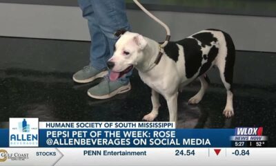 Pepsi Pet of the Week: Rose (01/09/2024)