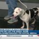 Pepsi Pet of the Week: Rose (01/09/2024)