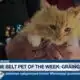 Pine Belt Pet of the Week: Grainger