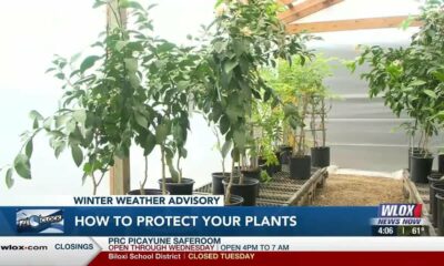 Protecting your plants ahead of winter weather