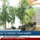 Protecting your plants ahead of winter weather