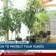 Protecting your plants ahead of winter weather