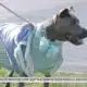 Tips for pet safety during cold weather