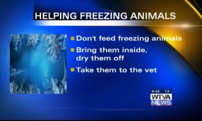 OCHS suggest ways to help freezing animals