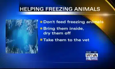 OCHS suggest ways to help freezing animals