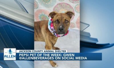 Pepsi Pet of the Week: Gwen (01/16/2024)