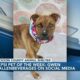 Pepsi Pet of the Week: Gwen (01/16/2024)