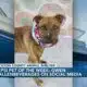 Pepsi Pet of the Week: Gwen (01/16/2024)