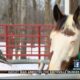 Horse owner takes extra precautions during freezing weather