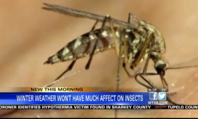 Winter weather will not reduce number of mosquitoes in Mississippi