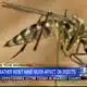 Winter weather will not reduce number of mosquitoes in Mississippi