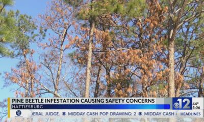 Hattiesburg pine trees damaged by pine beetles