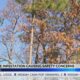 Hattiesburg pine trees damaged by pine beetles