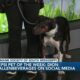 Pepsi Pet of the Week: Dion (01/23/2023)