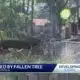 Man Killed By Fallen Tree