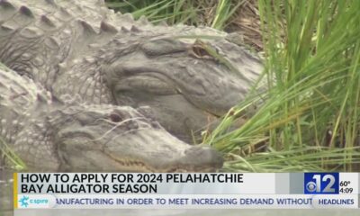 How to apply for 2024 Pelahatchie Bay Alligator Season