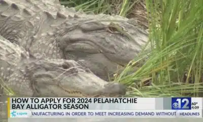 How to apply for 2024 Pelahatchie Bay Alligator Season