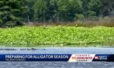 Alligator Hunting Season