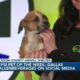 Pepsi Pet of the Week: Dallas (01/30/2024)