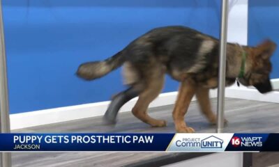 Puppy gets a Prosthetic Foot