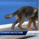 Puppy gets a Prosthetic Foot